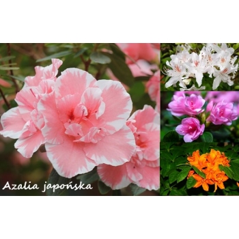 Azalia japońska ROKOKO różowa